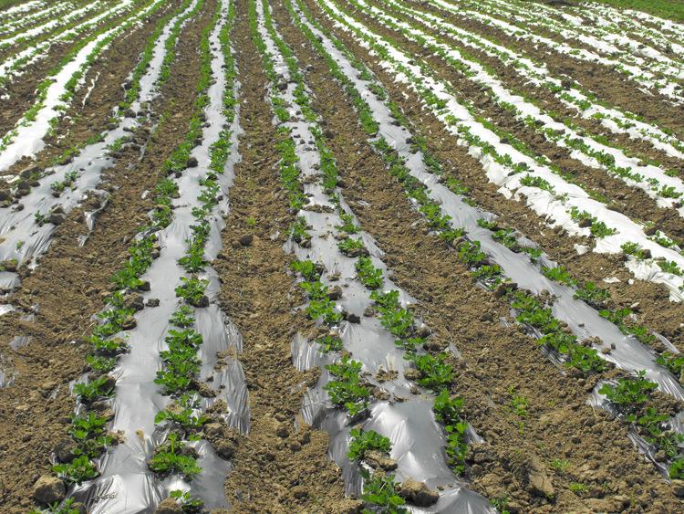 農業地膜